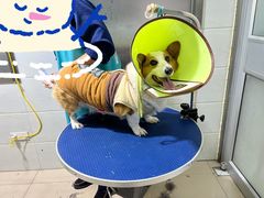 -佳雯宠物医院(金华南路分院)