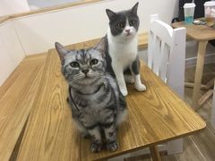 -李小姐の猫咖啡馆(五角场店)