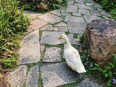 -广州兰圃