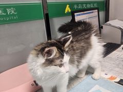 -半岛宠物医院24小时(科华中路店)
