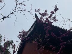 -洛阳白马寺