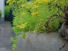 -北山街历史文化街区