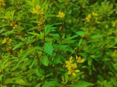 -东莞植物园
