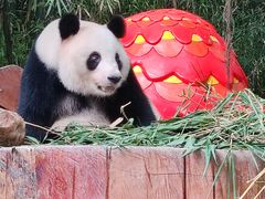 -广州长隆野生动物世界