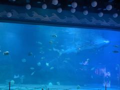 -烟台海昌鲸鲨海洋公园