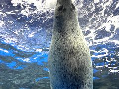 -上海海洋水族馆