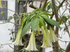 -广州神农草堂中医药博物馆