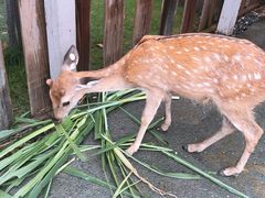 -鹿境梅花鹿生态园区