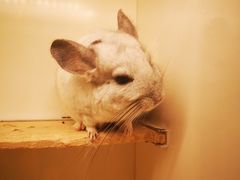 -龙猫仔乐园(惠福东路店)