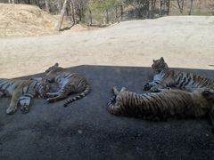 -大连森林动物园