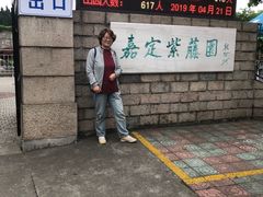-嘉定紫藤园