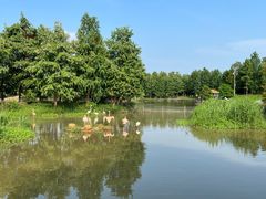-宁波杭州湾国家湿地公园