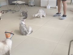 -怪兽屋·羊驼·猫咖·狗咖(俊华广场店)