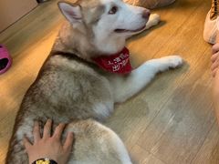 -Husky Go! 哈士奇体验馆·宠物咖啡厅狗咖