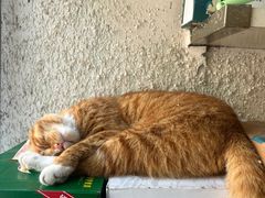 -弘烨 贵州酸汤 鱼火锅(东财店)