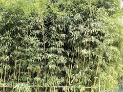 -济南植物园