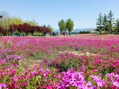 -羊亭河湿地公园