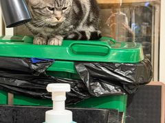 -平行世界·猫咖(首经贸店)