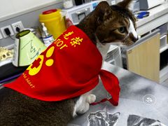-谐和益家动物医院·免疫绝育·血液透析·宠保定点医院(高新伊藤分院)