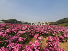 -松山湖梦幻百花洲