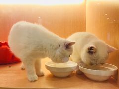 -Pets First伊珊娜洗护·精致美容·家庭式寄养(新会路店)