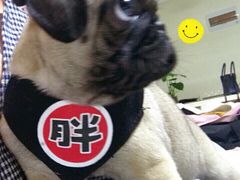 -翊宠yipet猫狗购宠庄园犬舍•猫舍