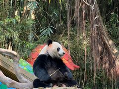 -广州长隆飞鸟乐园