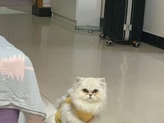 -宠福鑫康馨动物医院·骨科·眼科