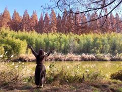 -黄海国家森林公园