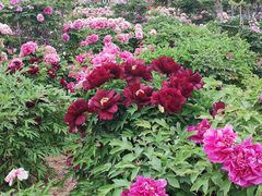 -曹州百花园