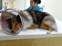 -芭比堂动物医院广州顽皮分院