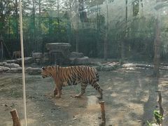 -上海野生动物园老虎餐厅