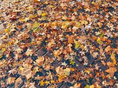 -大兴滨河森林公园