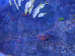 -芜湖新华联大白鲸海洋公园