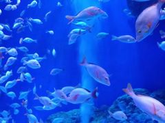 -成都浩海立方海洋公园