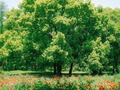 -上海共青森林公园