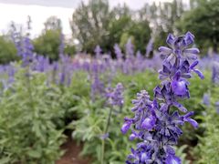 -静之湖湖畔餐厅