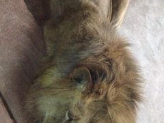 -鄂尔多斯野生动物园