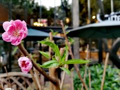 -旧雨咖啡·CoffeeFORU(黄村奥体店)