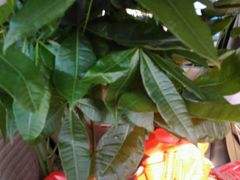 -秦美花卉(天朗·莱茵小城2期店)