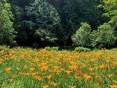 -上海佘山国家森林公园天马山园