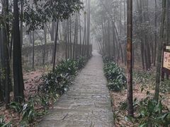 -缙云山景区