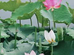 -莲花池公园