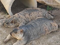 -泉州海丝野生动物世界