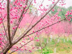 -都江堰玫瑰花溪谷