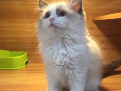 -猫十亿·布偶金渐层·曼基康矮脚猫舍(青年路店)