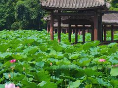 -龙头寺公园