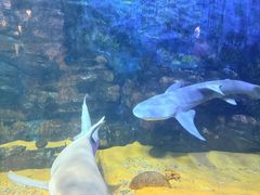 -烟台海昌鲸鲨海洋公园