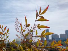 -开口笑·精选水饺