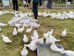 -瑶湖郊野森林公园